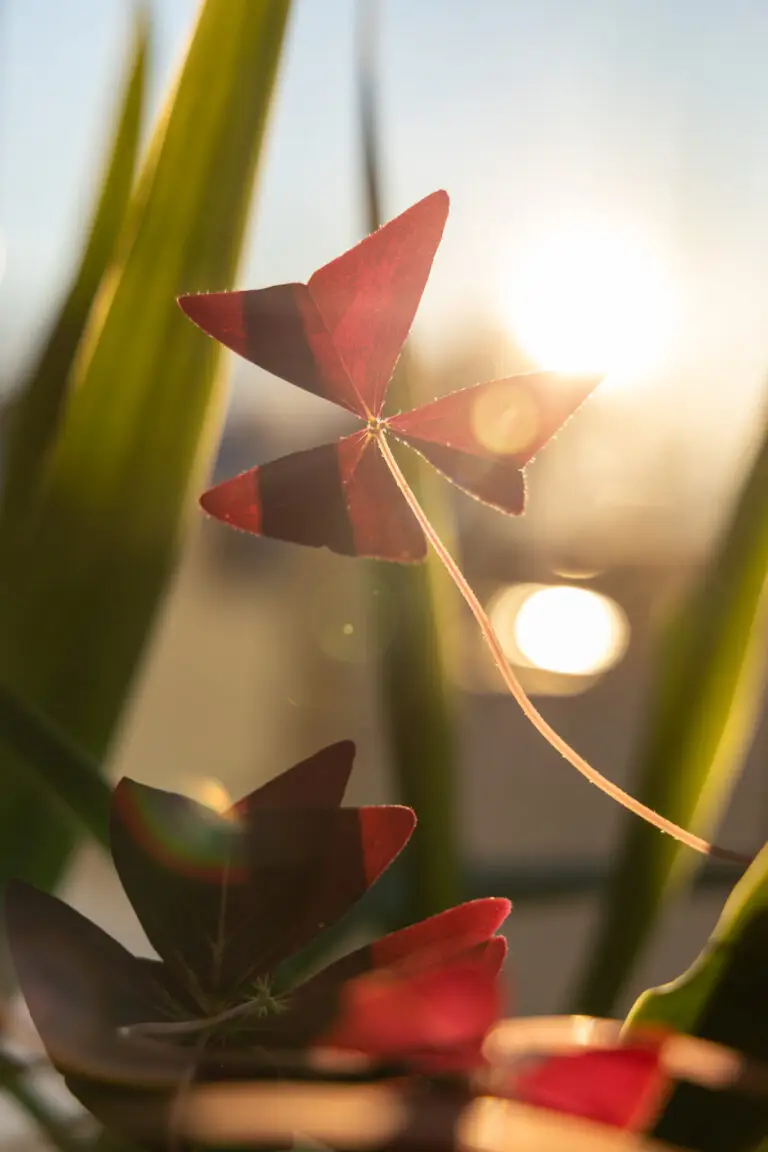 Barbara Filzwieser - Humanenergetikerin & Kinesiologin in Tirol